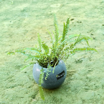 Buy Fern Green in 9 Inch Grey Premium llios Fiberglass Planter Online | Urvann.com