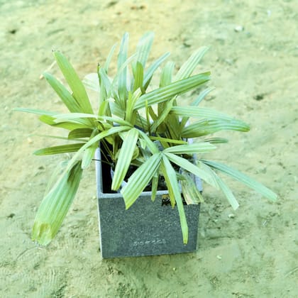 Buy Raphis / Rhaphis Palm in 8 X 8 Inch Grey Premium Kyvos Fiberglass Planter Online | Urvann.com