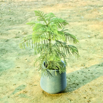 Buy Araucaria / Christmas Tree (~ 2.5 Ft) in 12 X 12 Inch Grey Premium Sierra Fiberglass Planter Online | Urvann.com