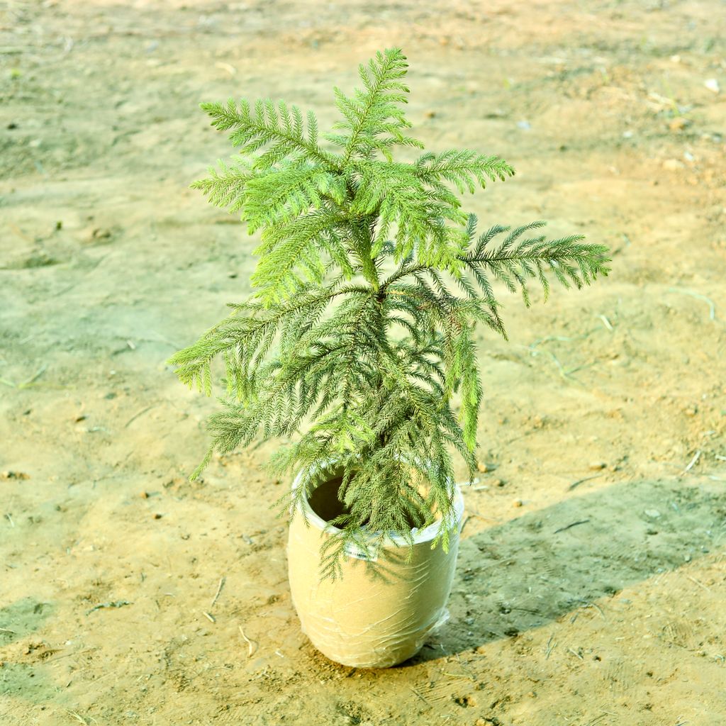 Araucaria / Christmas Tree (~ 2.5 Ft) in 15 X 14 Inch Sandstone Premium Convessa Fiberglass Planter