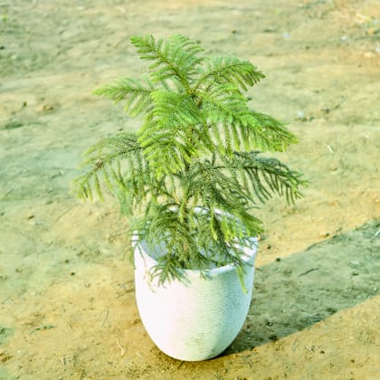 Buy Araucaria / Christmas Tree (~ 2.5 Ft) in 15 X 14 Inch White Premium Convessa Fiberglass Planter Online | Urvann.com