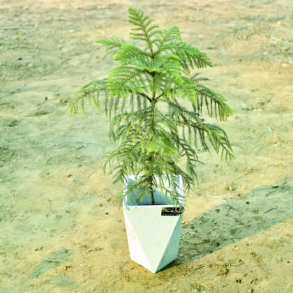 Buy Araucaria / Christmas Tree (~ 2.5 Ft) in 8 X 12 Inch White Premium Fantasia Fiberglass Planter Online | Urvann.com