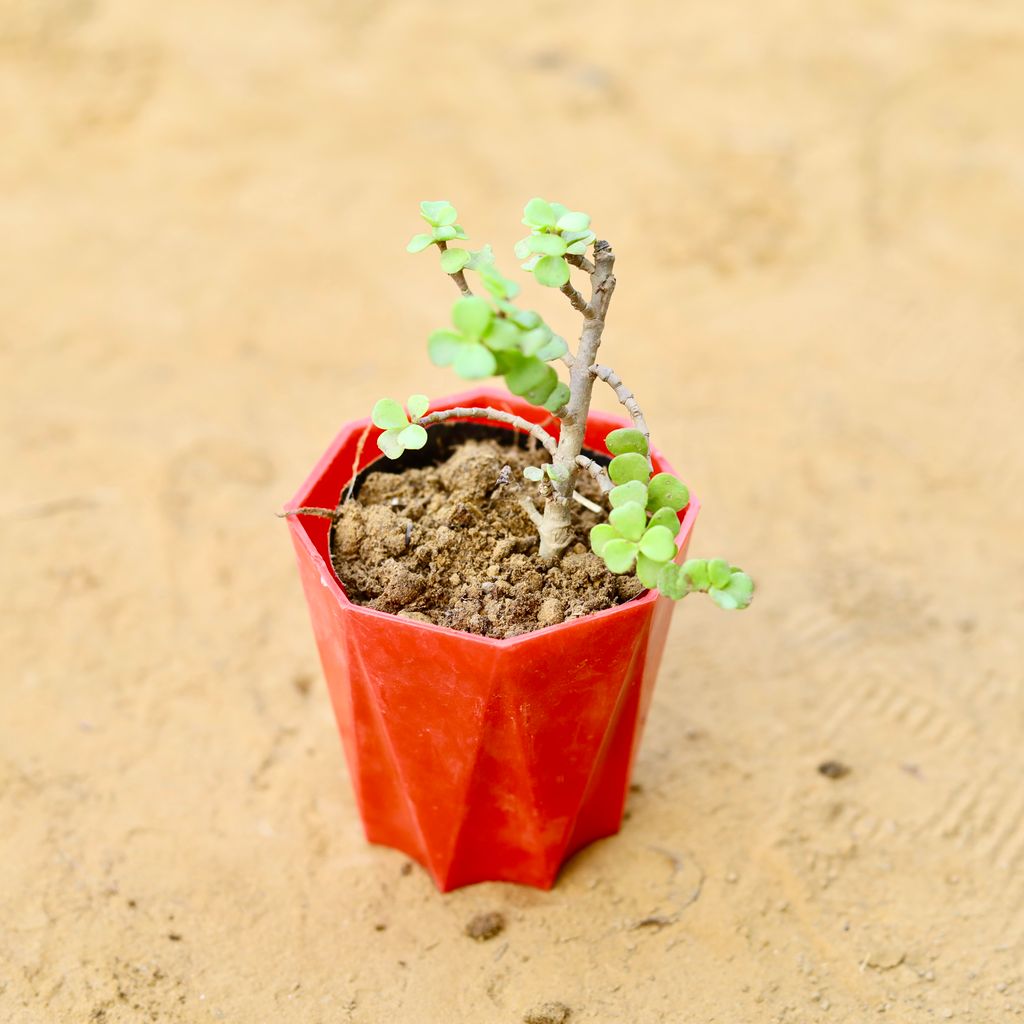 Jade in 4 Inch Red Premium Diamanti Plastic Pot