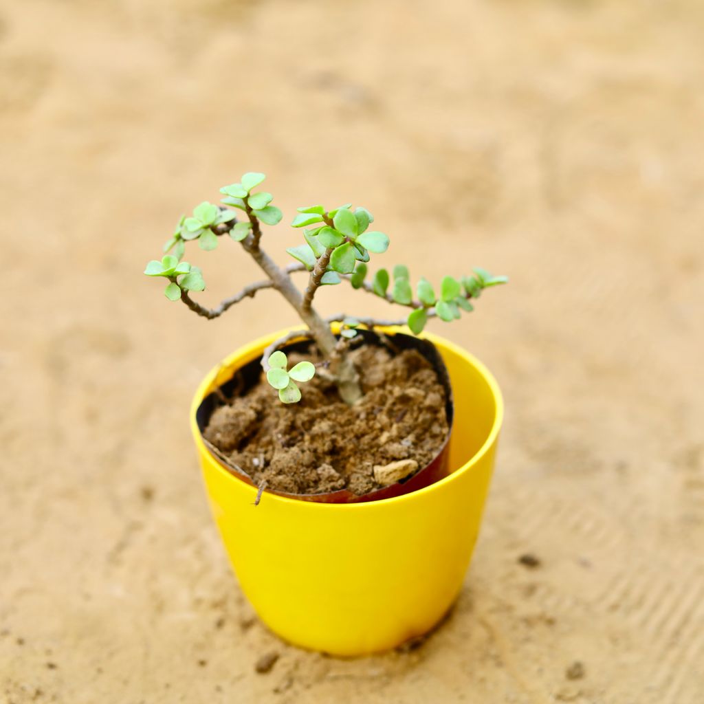 Jade in 4 Inch Yellow Premium Orchid Round Plastic Pot