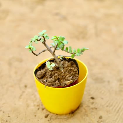 Buy Jade in 4 Inch Yellow Premium Orchid Round Plastic Pot Online | Urvann.com