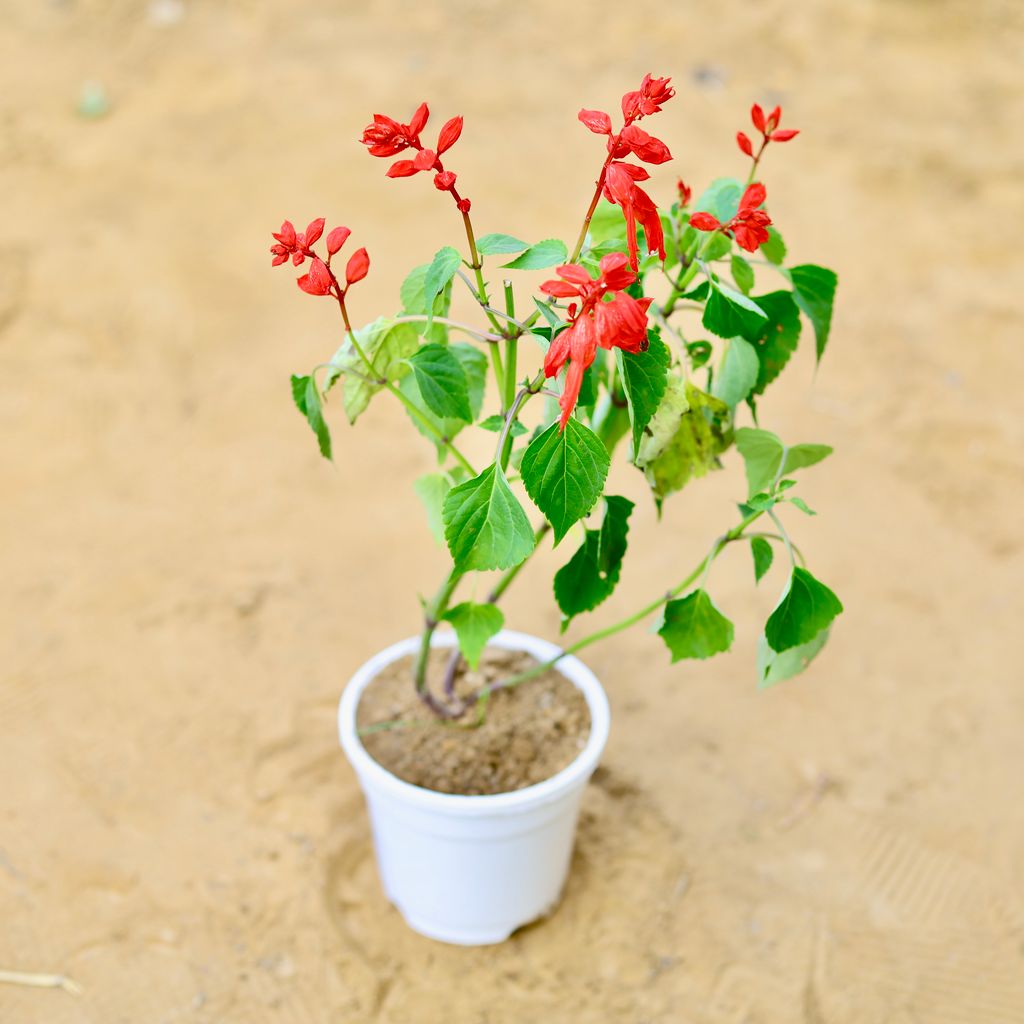 Salvia (any colour) in 4 Inch White Nursery Pot