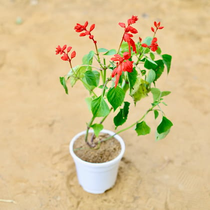 Buy Salvia Red in 4 Inch White Nursery Pot Online | Urvann.com