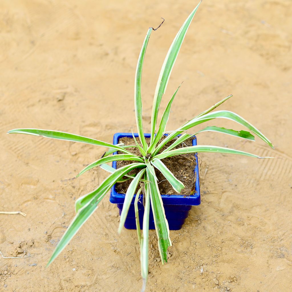 Spider in 4 Inch Blue Premium Orchid Square Plastic Pot