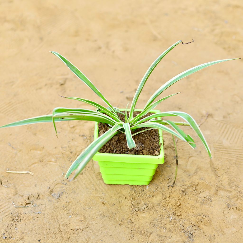 Spider in 4 Inch Green Premium Orchid Square Plastic Pot