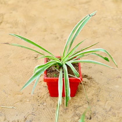 Buy Spider in 4 Inch Red Premium Orchid Square Plastic Pot Online | Urvann.com