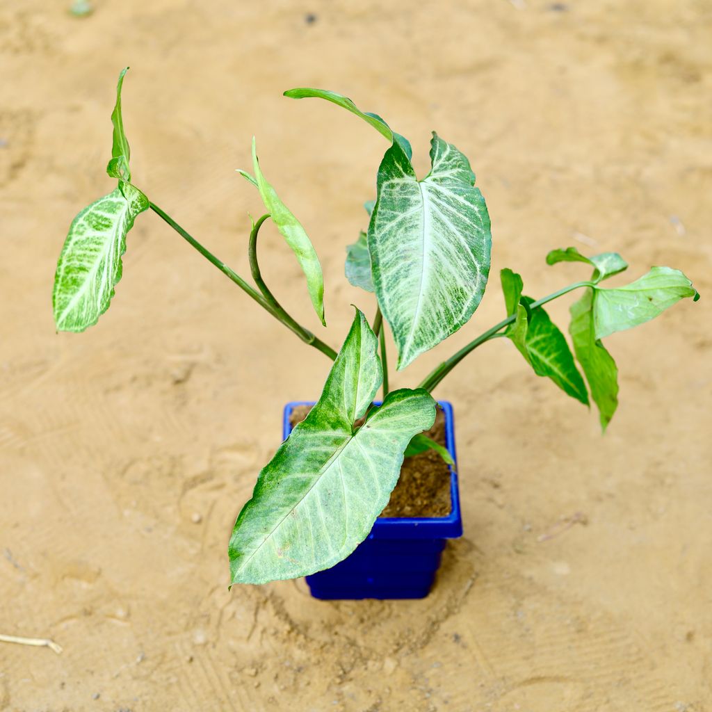 Syngonium Green in 4 Inch Blue Premium Orchid Square Plastic Pot