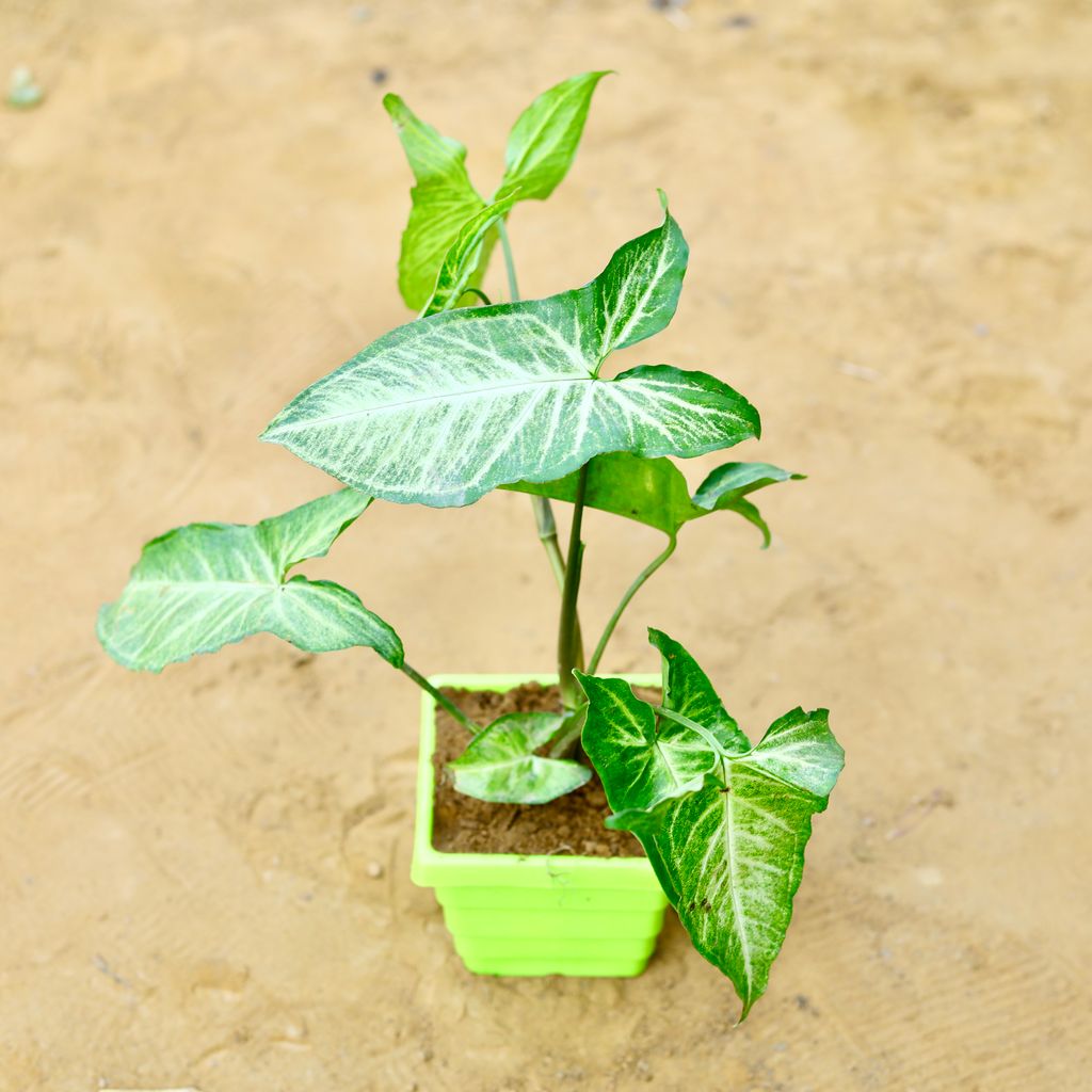 Syngonium Green in 4 Inch Green Premium Orchid Square Plastic Pot