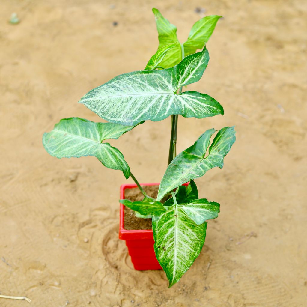 Syngonium Green in 4 Inch Red Premium Orchid Square Plastic Pot