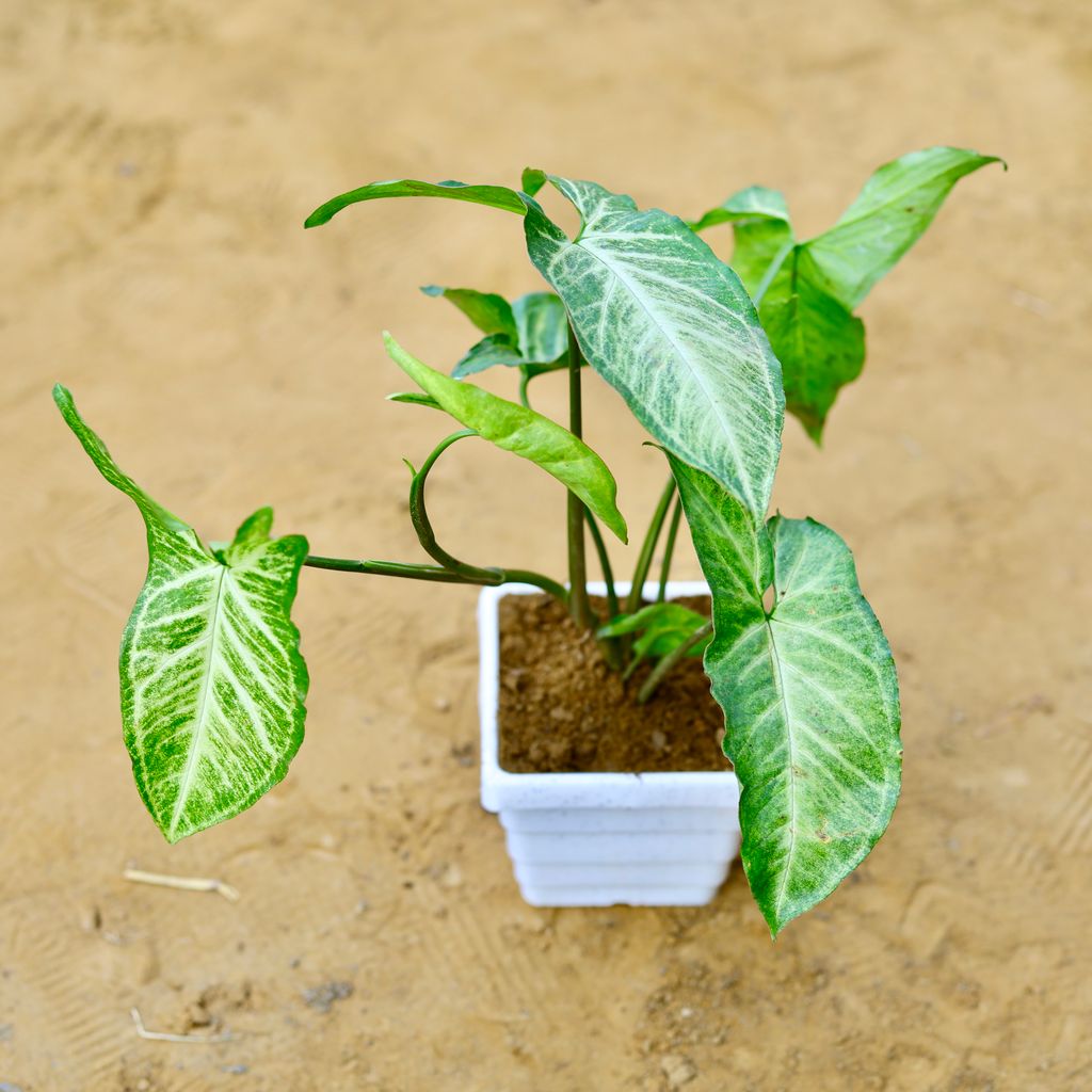 Syngonium Green in 4 Inch White Marble Premium Orchid Square Plastic Pot