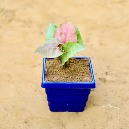 Buy Syngonium Pink in 4 Inch Blue Premium Orchid Square Plastic Pot Online | Urvann.com