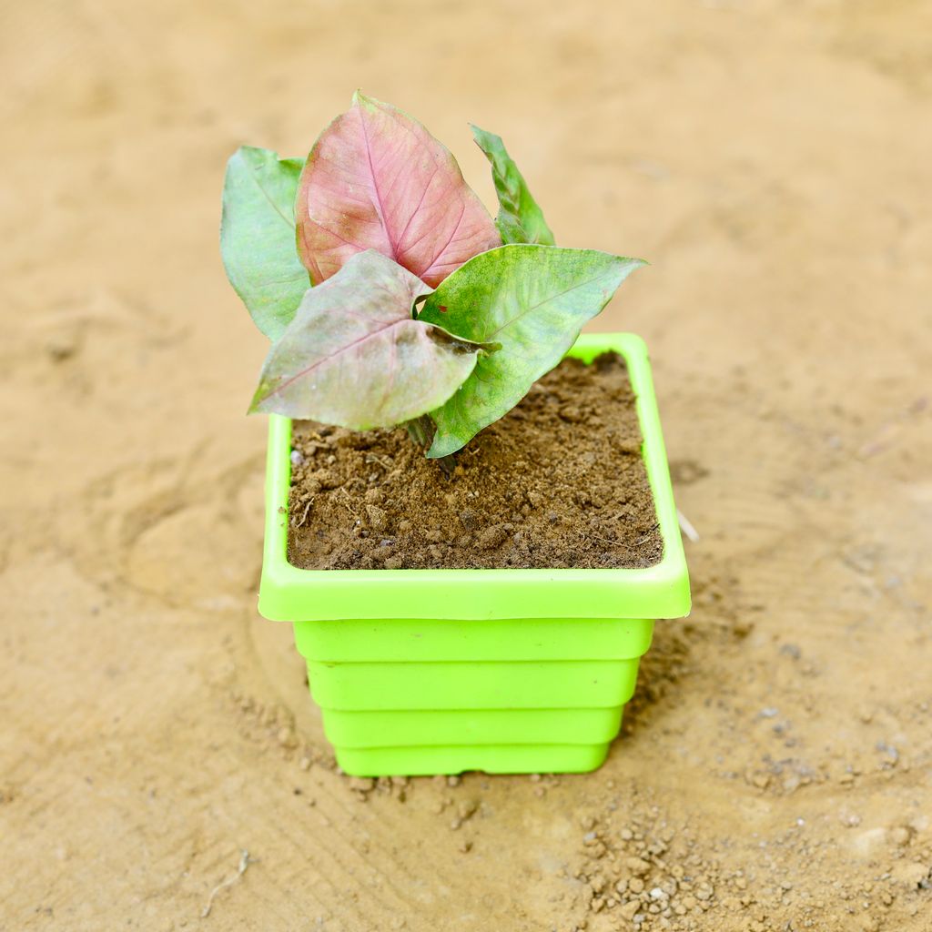 Syngonium Pink in 4 Inch Green Premium Orchid Square Plastic Pot