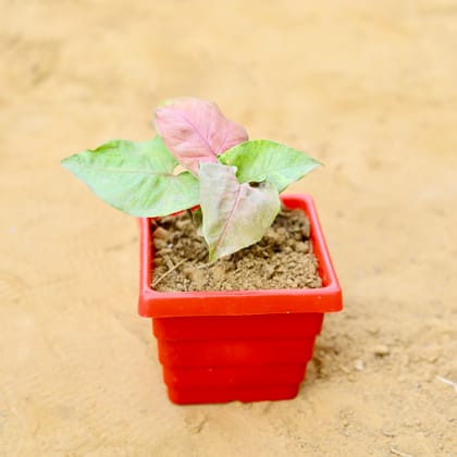 Buy Syngonium Pink in 4 Inch Red Premium Orchid Square Plastic Pot Online | Urvann.com