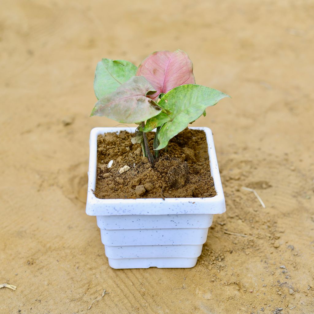 Syngonium Pink in 4 Inch White Marble Premium Orchid Square Plastic Pot