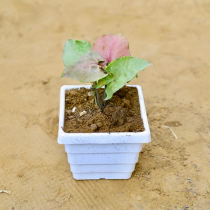 Buy Syngonium Pink in 4 Inch White Marble Premium Orchid Square Plastic Pot Online | Urvann.com