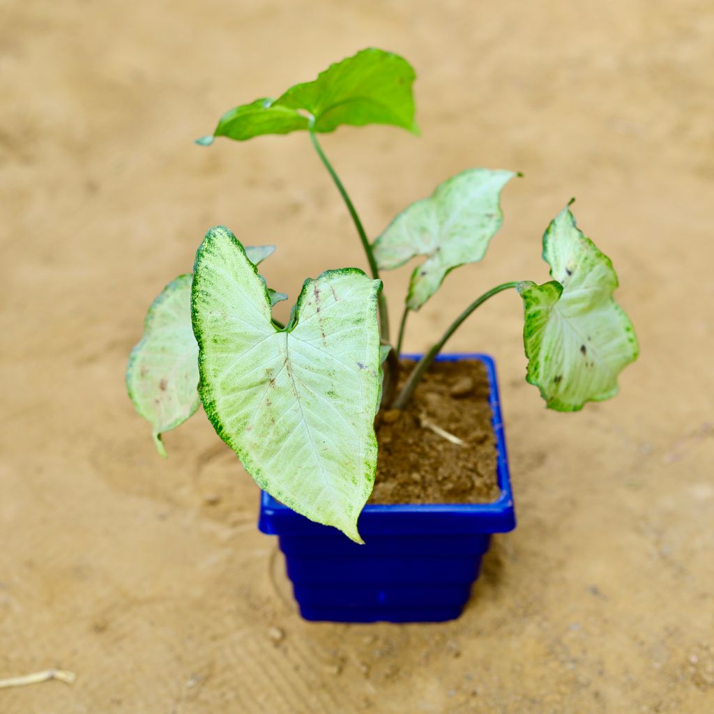 Syngonium White in 4 Inch Blue Premium Orchid Square Plastic Pot