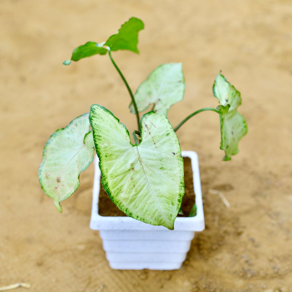 Syngonium White in 4 Inch White Marble Premium Orchid Square Plastic Pot