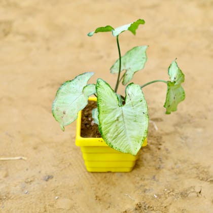 Buy Syngonium White in 4 Inch Yellow Premium Orchid Square Plastic Pot Online | Urvann.com