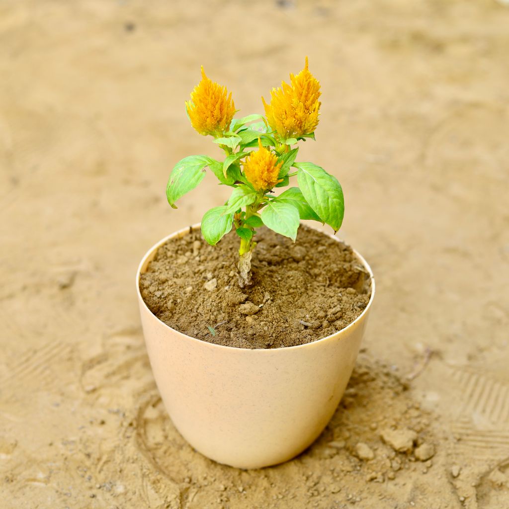 Celosia / Cockscomb (any colour) in 6 Inch Beige Marble Premium Orchid Round Plastic Pot