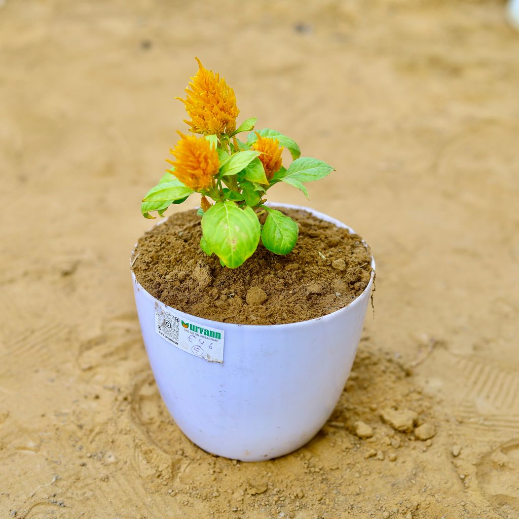 Celosia / Cockscomb (any colour) in 6 Inch White Premium Orchid Round Plastic Pot