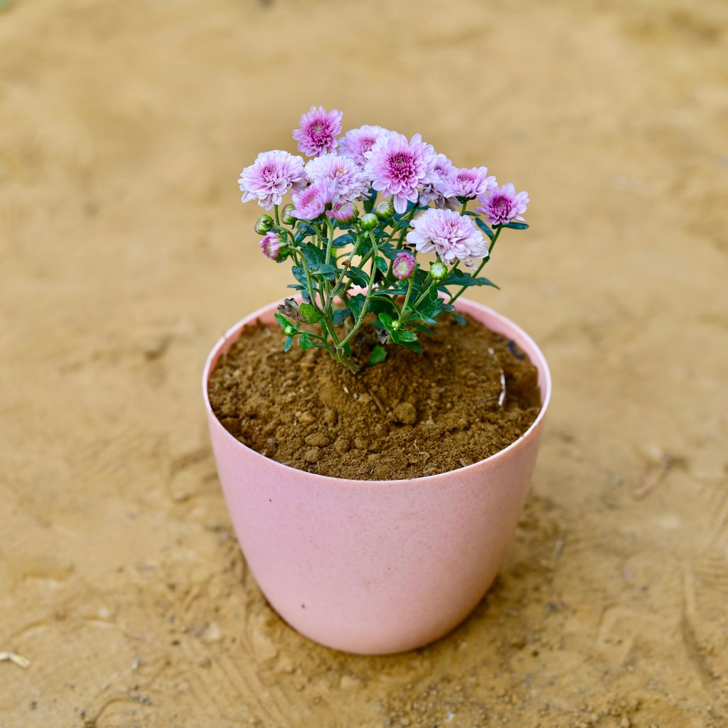 Chrysanthemum / Guldawari / Guldaudi (any colour) in 6 Inch Pink Marble Premium Orchid Round Plastic Pot