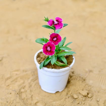 Buy Dianthus (any colour) in 4 Inch White Nursery Pot Online | Urvann.com