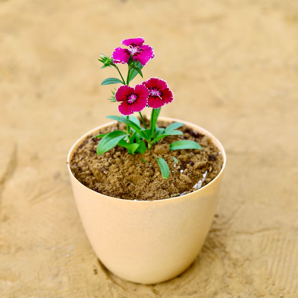 Dianthus (any colour) in 6 Inch Beige Marble Premium Orchid Round Plastic Pot