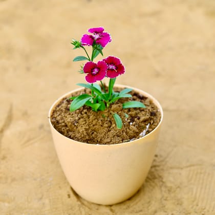 Buy Dianthus (any colour) in 6 Inch Beige Marble Premium Orchid Round Plastic Pot Online | Urvann.com