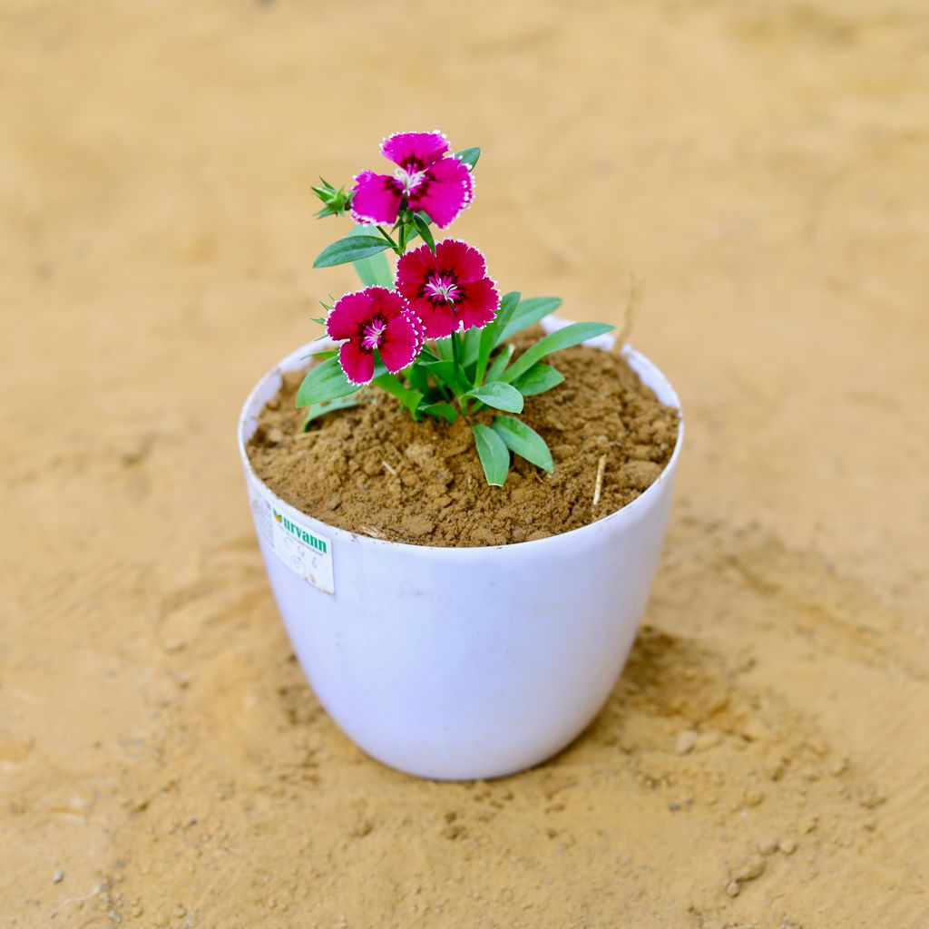 Dianthus (any colour) in 6 Inch White Premium Orchid Round Plastic Pot