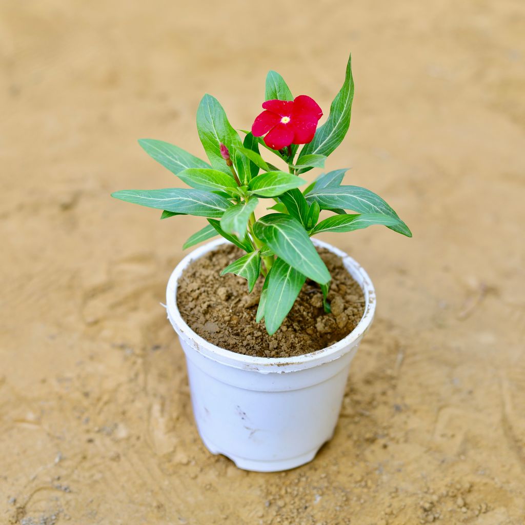 Periwinkle / Vinca / Sadabahar (any colour) in 4 Inch White Nursery Pot