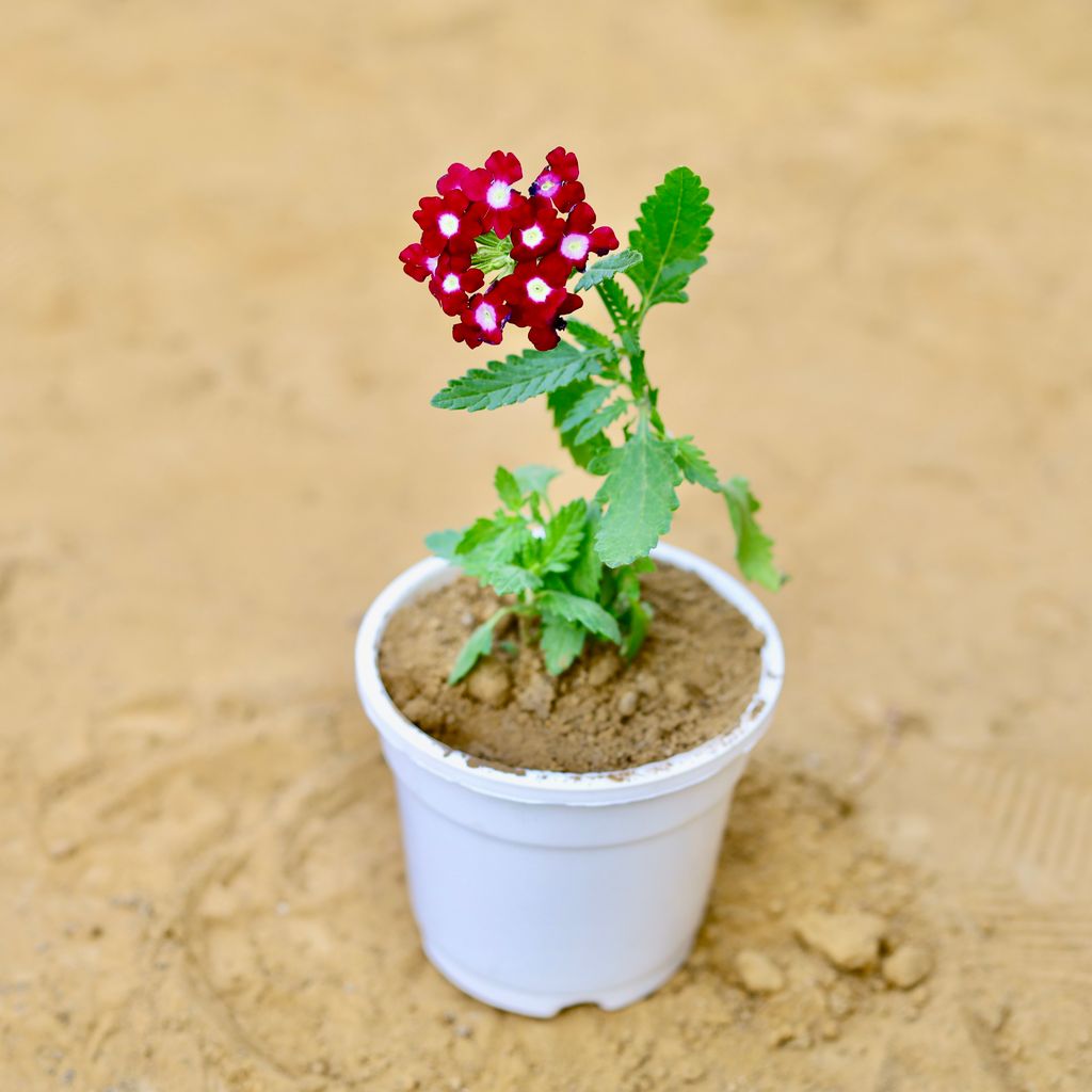 Verbena (any colour) in 4 Inch White Nursery Pot