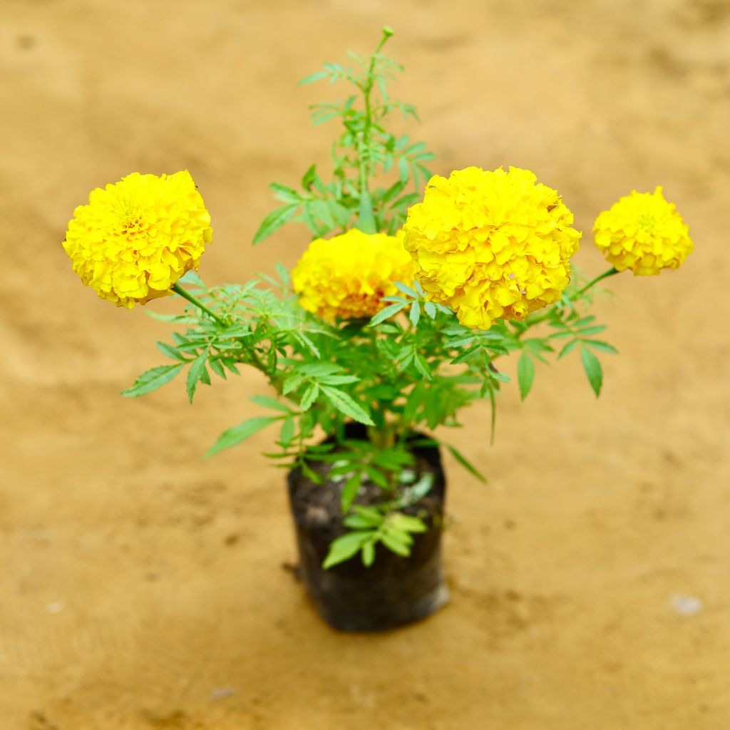 Marigold (any colour) in 4 Inch Nursery Bag