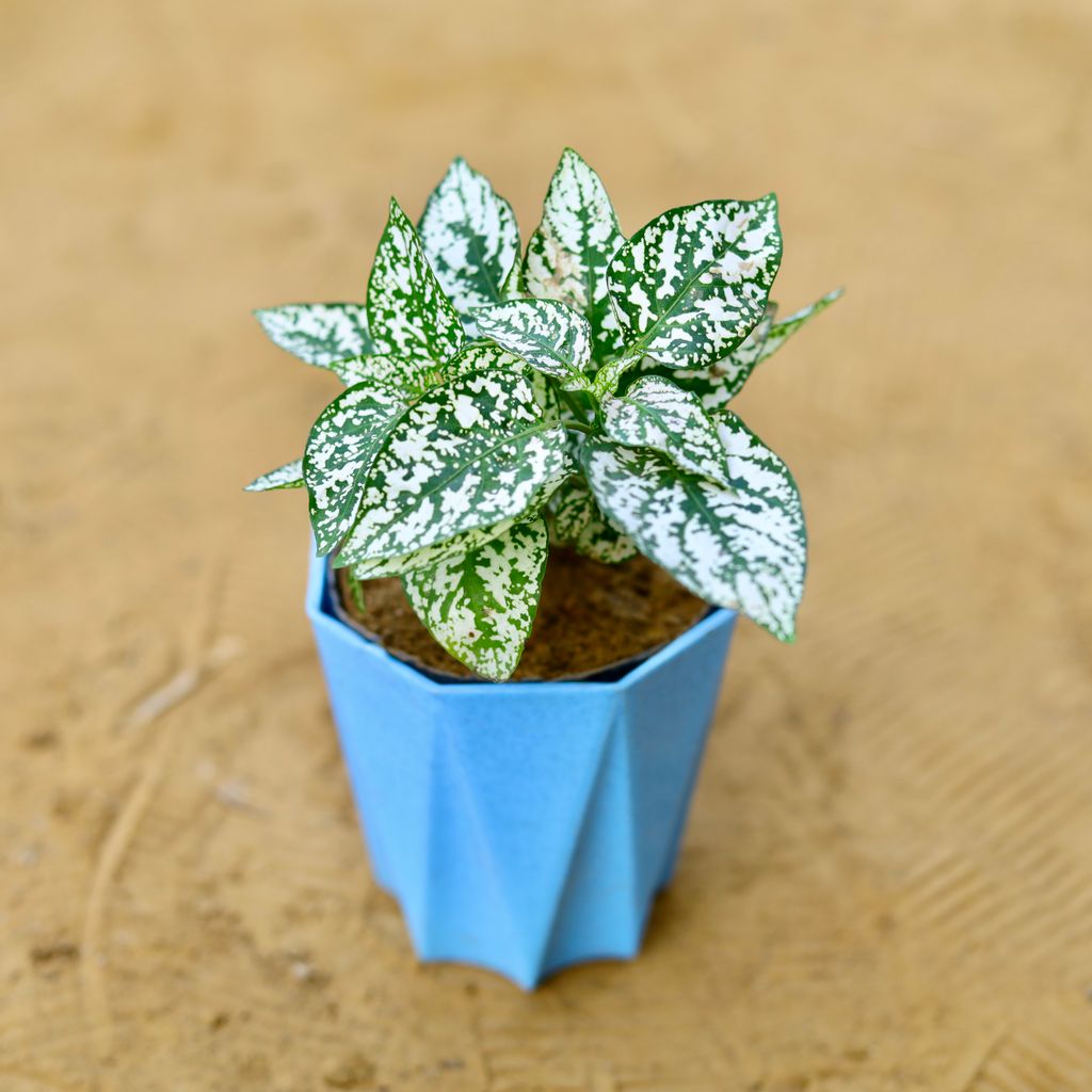 Hypoestes / Polka Dot in 4 Inch Blue Marble Premium Diamanti Plastic Pot