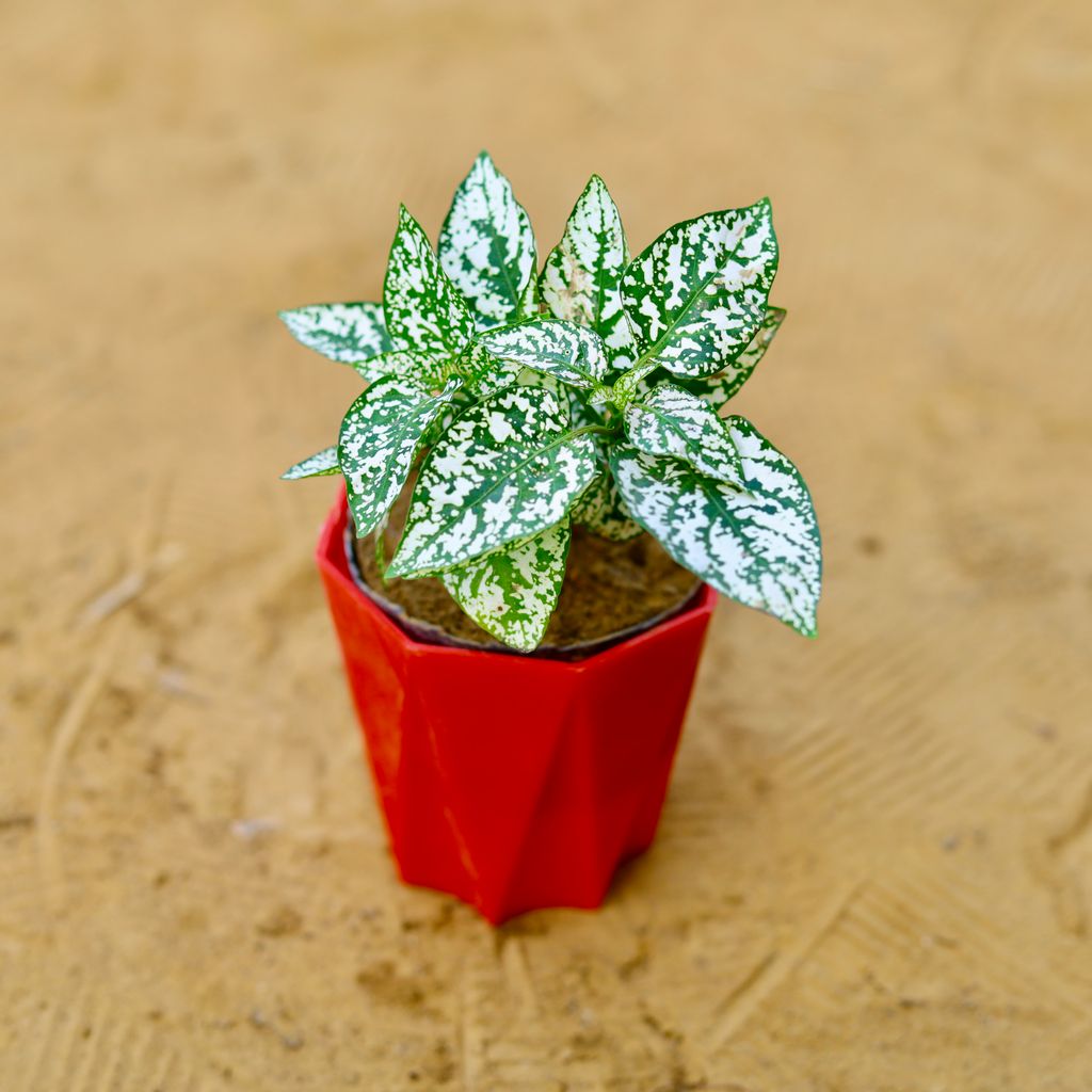 Hypoestes / Polka Dot in 4 Inch Red Premium Diamanti Plastic Pot