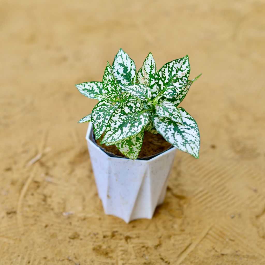 Hypoestes / Polka Dot in 4 Inch White Premium Diamanti Plastic Pot