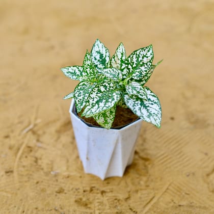 Buy Hypoestes / Polka Dot in 4 Inch White Premium Diamanti Plastic Pot Online | Urvann.com