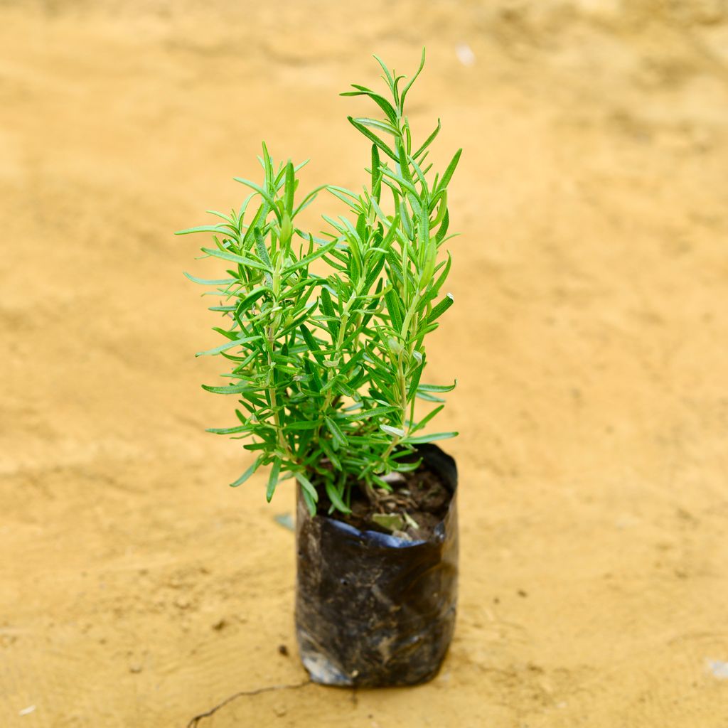 Rosemary in 4 Inch Nursery Bag