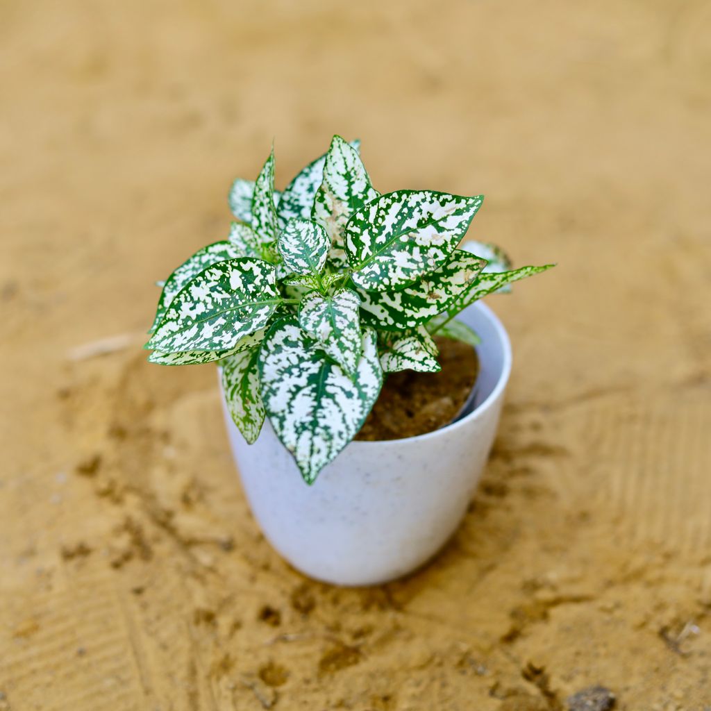 Hypoestes / Polka Dot in 4 Inch White Premium Orchid Round Plastic Pot