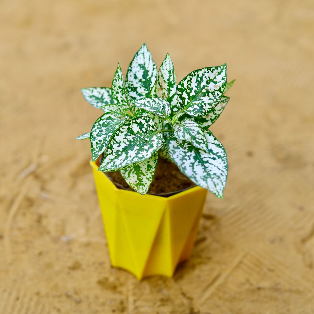 Hypoestes / Polka Dot in 4 Inch Yellow Premium Diamanti Plastic Pot