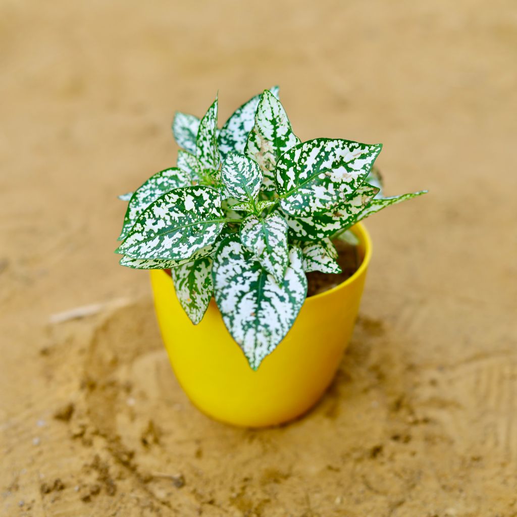 Hypoestes / Polka Dot in 4 Inch Yellow Premium Orchid Round Plastic Pot