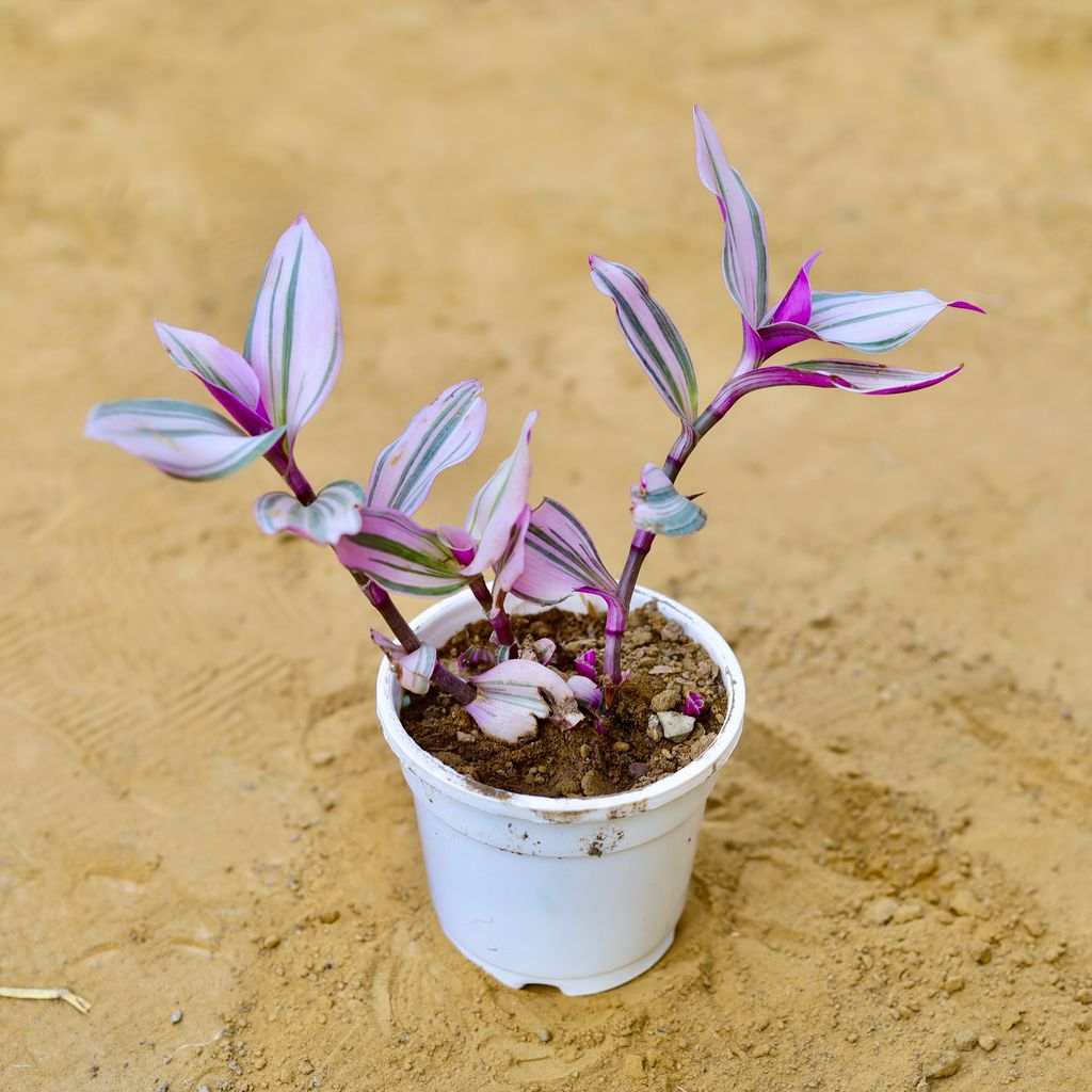 Wandering Jew in 4 Inch White Nursery Pot