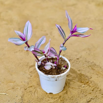 Buy Wandering Jew in 4 Inch White Nursery Pot Online | Urvann.com