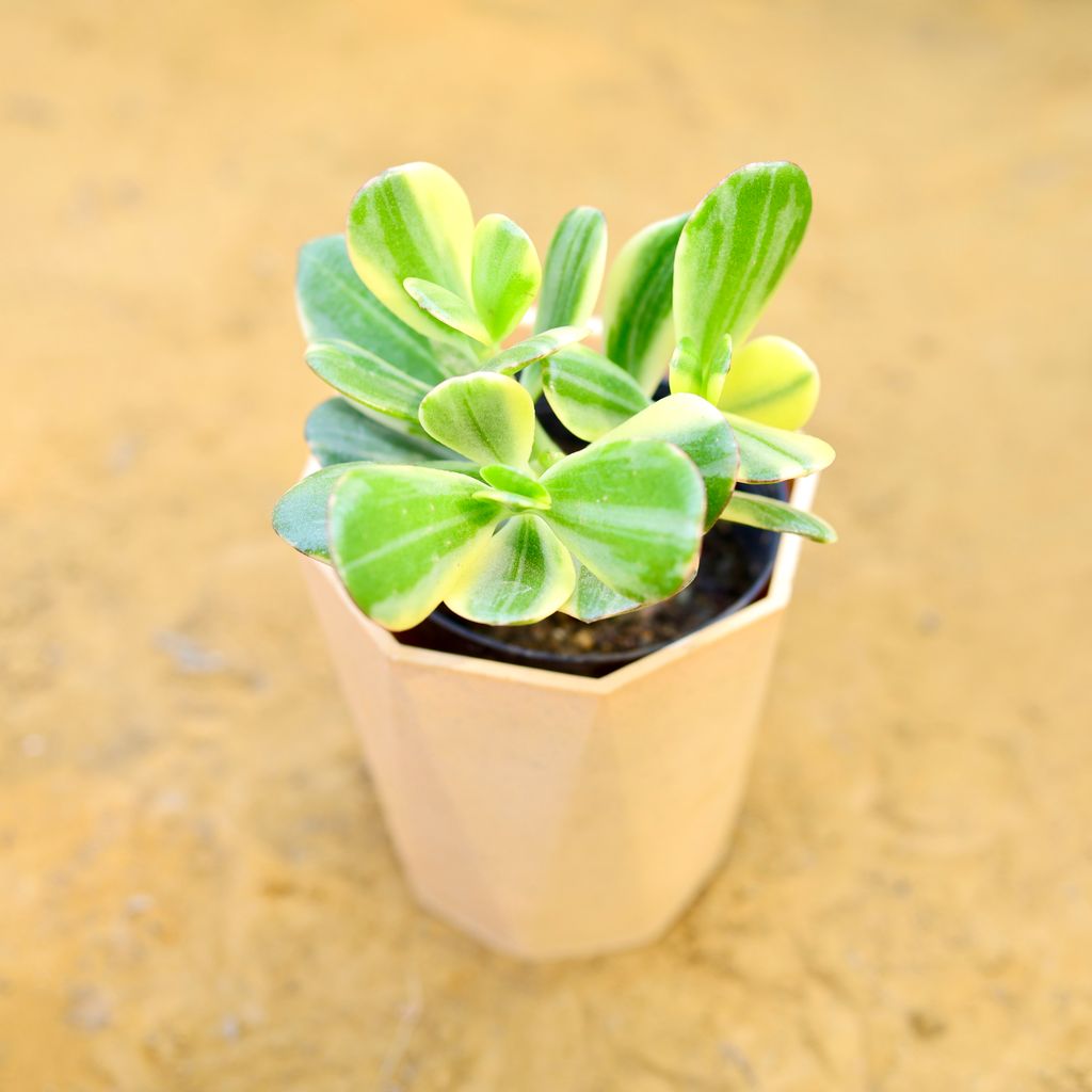 Crassula Variegated Succulent in 4 Inch Beige Marble Premium Diamanti Plastic Pot