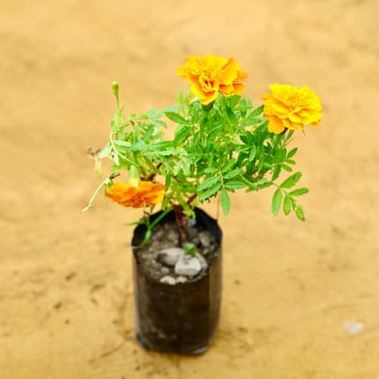 Marigold / Genda French (any colour) in 4 Nursery Bag