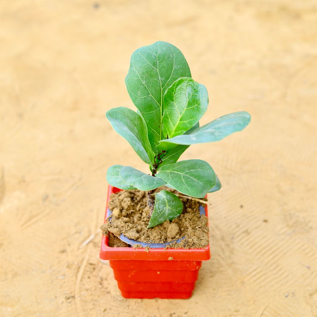 Fiddle Leaf Fig / Ficus Lyrata in 4 Inch Red Premium Orchid Square Plastic Pot