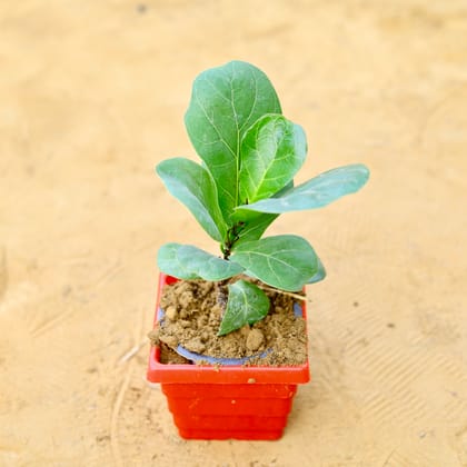 Buy Fiddle Leaf Fig / Ficus Lyrata in 4 Inch Red Premium Orchid Square Plastic Pot Online | Urvann.com